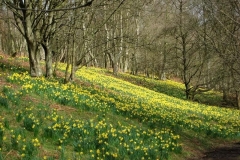 Farndale-3