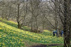 Farndale-4