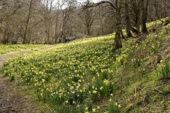 Farndale-5