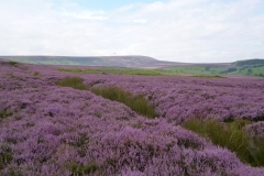 North York Moors 2011 