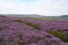 Heather-Walk-24Aug11-1