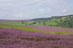 Heather-Walk-24Aug11-2