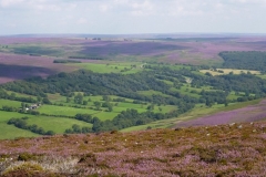 Heather-Walk-24Aug11-8